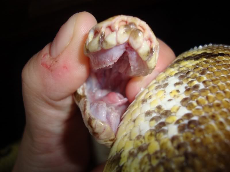 Help! Ball Python with swollen snout and recessed eyes. Anybody seen